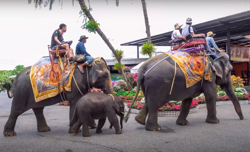 elephant rides at Nong Nooch in Bangsaray