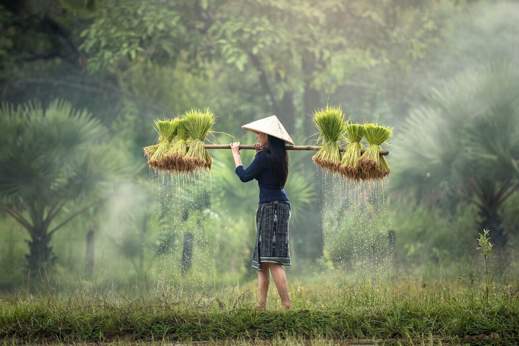 harvesting, Eastern Thailand